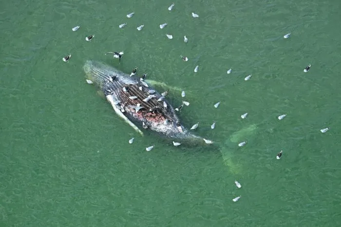 Ein Toter Wal wurde vor der dänischen Insel Anholt entdeckt.