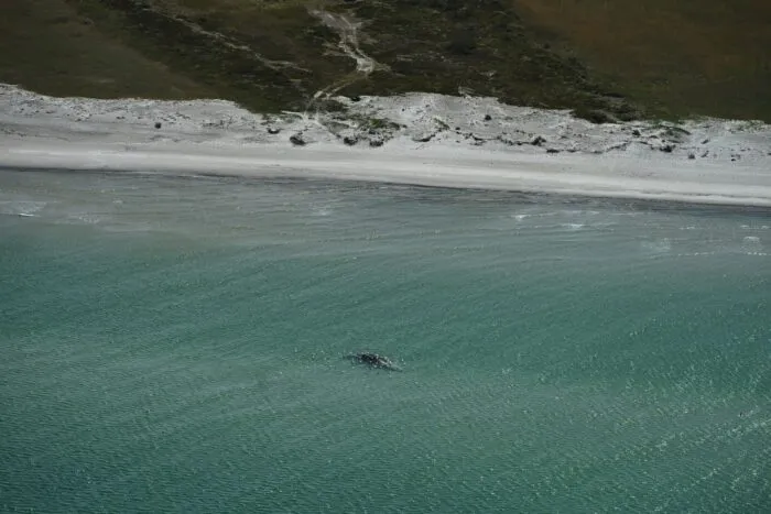 Unklar ist, ob es sich um den Wal handelt, der Ende März erstmals vor Timmendorfer Strand gestrandet war und rund einen Monat später in den Skagerrak, Nordsee, transportiert worden wurde.