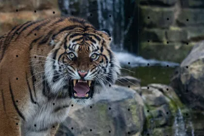 Gehege muss weg: Entlaufener Tiger bei Leipzig erschossen - Mann schwer verletzt