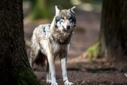 Größter Wolfsriss in Niedersachsen: 60 Schafe tot, über 100 verletzt - Abschuss genehmigt