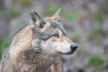 Wolf beißt Frau in Hamburg - Tier eingefangen
