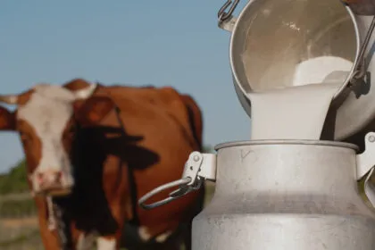 A1- oder A2-Milch? Hier ist der wichtige Unterschied