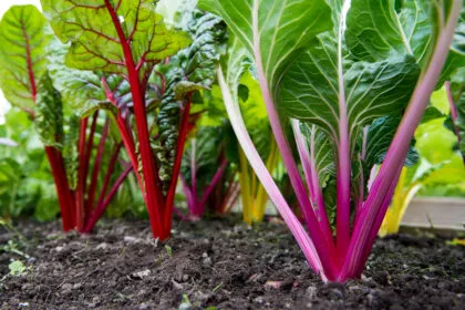 Mangold: Farbenfrohes Gemüse voller Nährstoffe