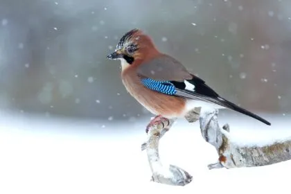 Unstatistik des Monats: Wo sind all die Wintervögel hin?
