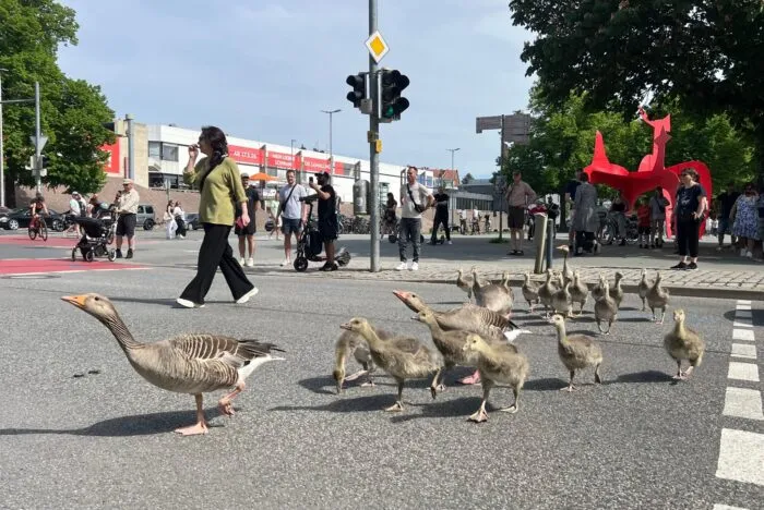 Graugänse gehen mit ihrem Nachwuchs ordnungsgemäß über eine Ampel vom Maschsee in den Maschpark in Hannovers Innenstadt.