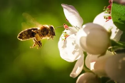 Tatort Garten: Ein Paradies für Bienen, Hummeln und Schmetterlinge?