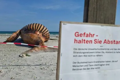 Dänische Umweltschutzbehörde: Obduktion von Buckelwal am Donnerstagnachmittag