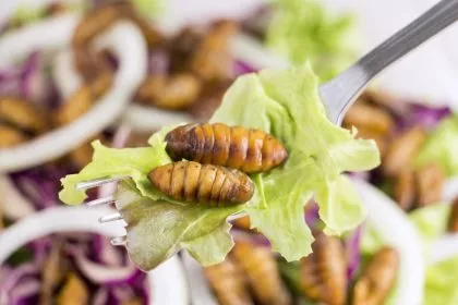 Insekten im Essen: Wie Forscher unsere Akzeptanz zu erhöhen versuchen
