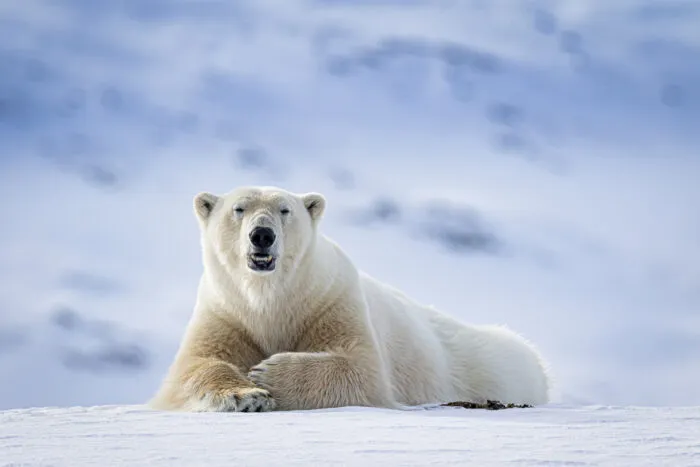„Stelle dir selbst diese Aufgabe: Denke nicht an einen Eisbären, und du wirst sehen, dass dieses verfluchte Ding jede Minute in deinem Kopf sein wird.“ (Dostojewski) Foto: Dennis Stogsdill/iStock