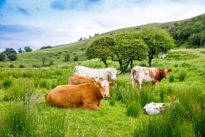 Irland: Töten für die Klimapolitik? 200.000 Milchkühe auf der Abschussliste