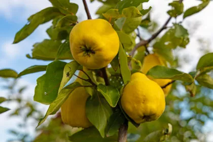 Aromatisch, gesund und vielseitig: Die Renaissance der Quitte