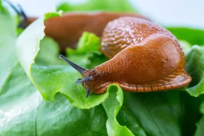 Tipps vom Gärtnermeister: Was tun bei zu vielen Schnecken im Hausgarten?