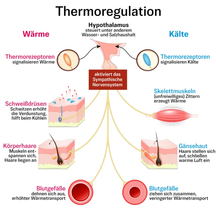 Unser Körper verfügt über verschiedenen Methoden, die Temperatur zu regulieren.
