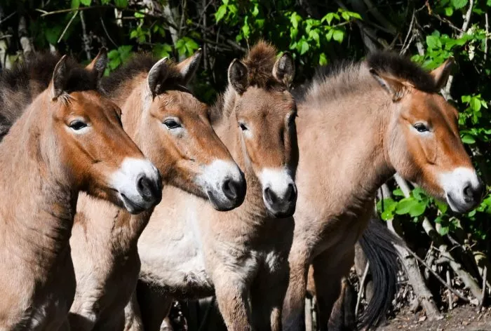 Die im natürlichen Lebensraum als lange Zeit ausgestorben gegoltenen Przewalski-Pferde im Tierpark Berlin.