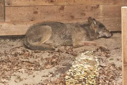 Nach Attacke in Hamburg: Wolf wieder frei
