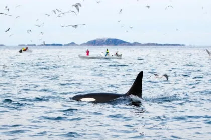 34 Fälle beobachtet: Orcas teilen ihre Beute mit Menschen - aber warum?