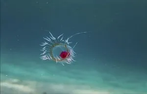 Bei ungünstigen Bedingungen oder Stress kann die adulte Turritopsis dohrnii ihre adulten Zellen wieder in Jugendzellen umwandeln. Dieser Prozess, die sogenannte Transdifferenzierung, ermöglicht es der Qualle, ihren Lebenszyklus neu zu beginnen. Foto: Bachware , CC BY-SA 4.0, via Wikimedia Commons