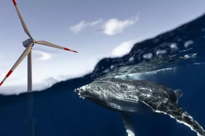 Schaden Windkraftanlagen Meerestieren? NOAA verneint Vergabe von Genehmigung zum Töten
