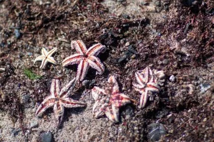 Seesterne und Krabben bewohnen Weltkriegsmunition in Ostsee