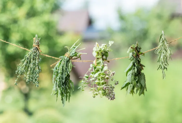 Aromatische Kräuter aus dem Garten trocknen an der Luft. Foto: ValentynVolkov/iStock