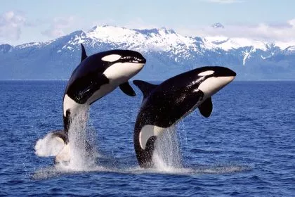 Hai-Opfer: Mögliche neue Population von Orcas im Pazifik entdeckt