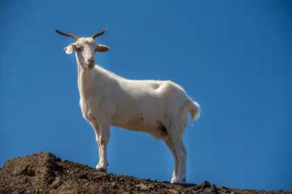 Die Stille vor dem Beben - Tiere spüren, was kein Seismograph vorhersagt
