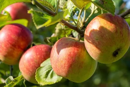 Der Apfel: Unglaublich gesund