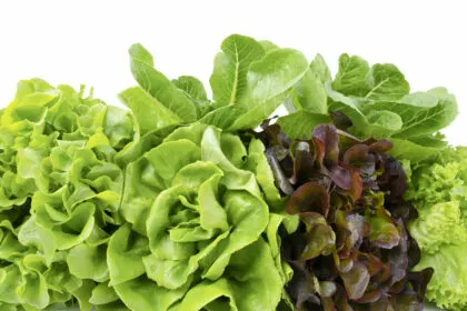 Beliebte Blattsalate im Vergleich: So gesund sind sie