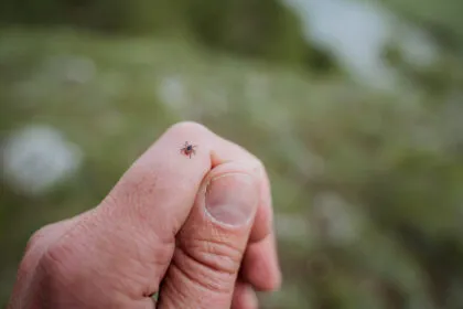Die Sorge vor Borreliose nach dem Zeckenstich - und eine Methode die dagegen hilft