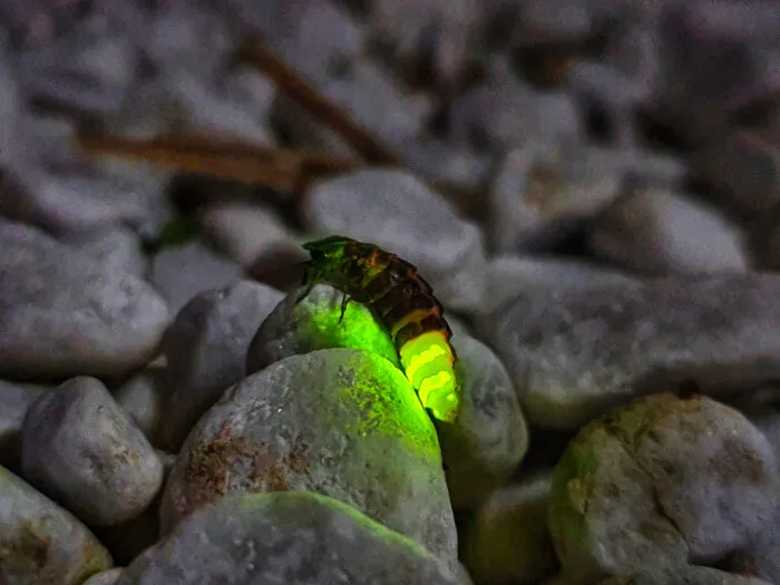 Glühwürmchen erzeugen Licht aus eine chemischen Reaktion – doch nicht alle Leuchtkäfer leuchten und fliegen.