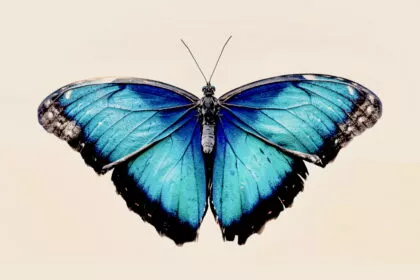 Ein Geistertier der Volkskunde: Woher der Name „Schmetterling” kommt