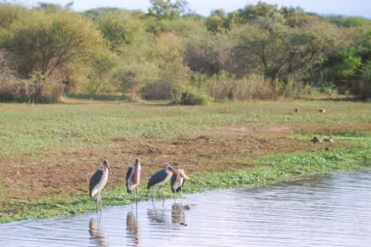 Nach Tötung zweier Touristen: Verstärkte Sicherheitsmaßnahmen in Südafrikas Kruger-Park