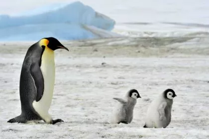 Wie Pinguine einen neuen Weg zur Entgiftung von Quecksilber gefunden haben