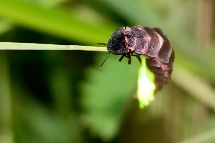 Beim Großen Leuchtkäfer (Lampyris noctiluca) leuchten nur die Weibchen, dafür fliegen sie nicht.