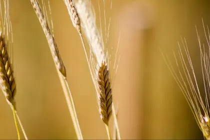 Einkorn, Emmer, Dinkel: Studie findet große Unterschiede bei Proteinen in Getreide