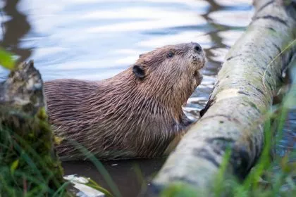 Biber: Die Brandmeister und Förster des Tierreiches