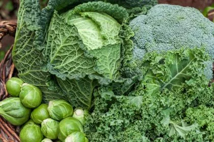 Fit durch die kalte Jahreszeit: Die Top 3 Gemüsesorten für Herbst und Winter