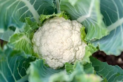 Blumenkohl: Kulinarischer Klassiker mit gesundem Mehrwert