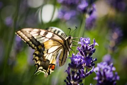 „Wildblumen" statt „Unkraut“: Naturnah Gärtnern bedeutet, weniger zu tun