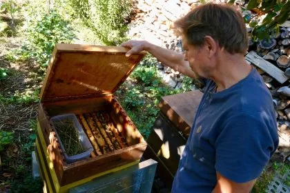 Nicht nur an Honig denken: Kritik am privaten Bienen-Boom