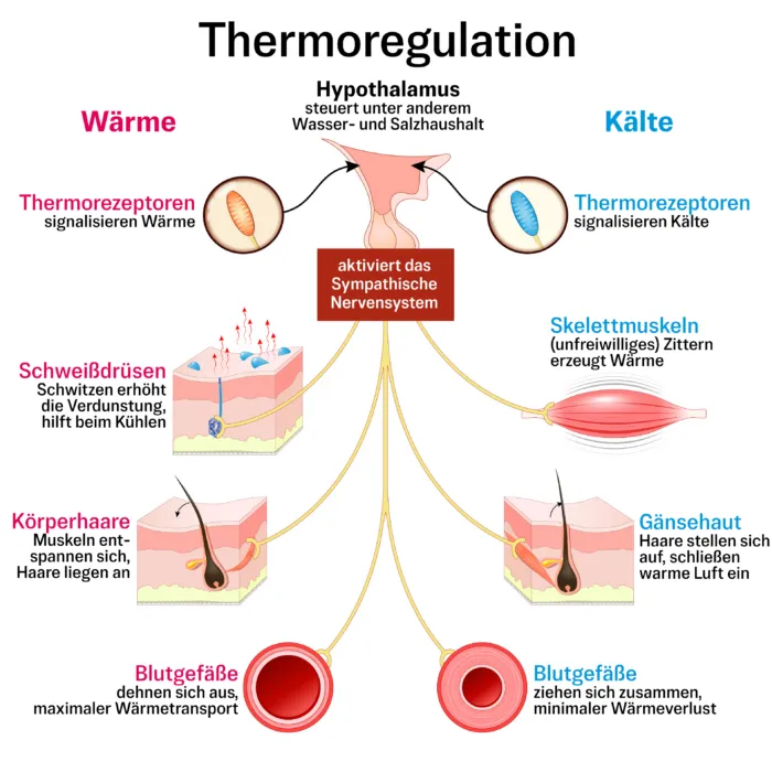 Unser Körper verfügt über verschiedenen Methoden, die Temperatur zu regulieren.
