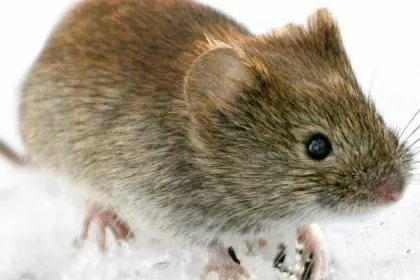 Hantavirus: Worauf man achten sollte, um eine Erkrankung zu vermeiden