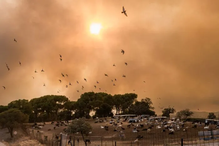 Vögel fliegen durch dichte Rauchwolken über eine Ziegenherde während eines Waldbrandes bei Madrid in Spanien.