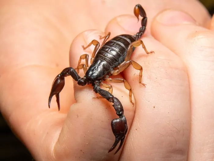 Europäischer Skorpion