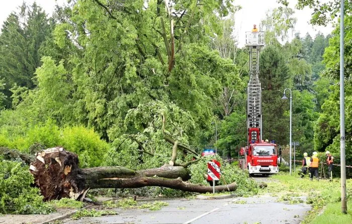 Über den Norden von Rheinland-Pfalz sind am Abend schwere Unwetter hinweggezogen, mindestens zwei Menschen wurden im Bereich der Polizeidirektion Mayen durch einen umstürzenden Baum schwer verletzt. (Symbolbild)