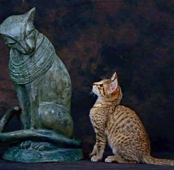 Eine Katze neben der Statue von Bastet