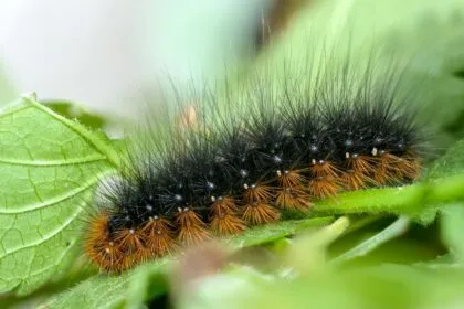 Ohne Raupen keine Schmetterlinge