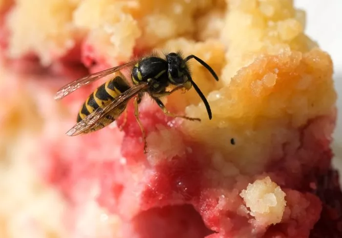 Im Spätsommer sind die Wespen besonders lästig, weil sie auf Suche nach süßer Nahrung sind.