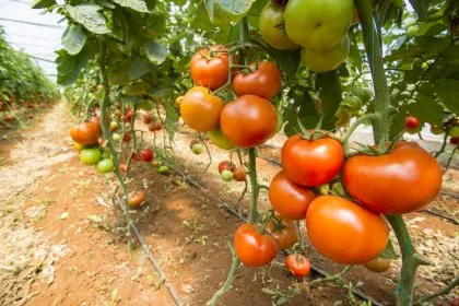 Schreiende Tomaten? Gestresste Pflanzen machen Geräusche