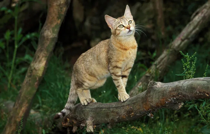 Vorfahre unserer Katze: die Falbkatze
